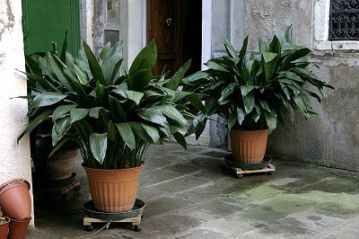 Niegdy wszechobecna aspidistra wyniosa © Nino Barbieri, Wikimedia Commons.