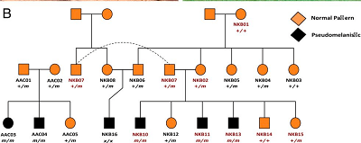From paper: (From paper): (B) The pedigree of the captive tigers sampled for this study. The individual labels shown in red are for the tigers whose genome was sequenced for this study (NKB17 is not shown in the pedigree). The genotype values are indicated for the individuals sampled and successfully genotyped at the mutation site (+/+ for wild-type homozygote, +/m for heterozygote, m/m for mutant homozygote, and x/x for missing genotype). Squares represent males, and circles represent females. Pseudomelanistic phenotype is represented in solid black shapes. The dashed line shows the presence of the same individual at two spots in the pedigree.