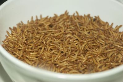 <span>Larwy mczników (o podobno lekko orzechowym smaku); Pengo, Wikipedia, </span>https://en.wikipedia.org/wiki/Mealworm#/media/File:Mealworm_01_Pengo.jpg