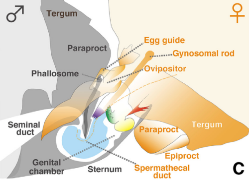 struktura schematu penisa