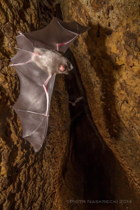 Nietoperze podkowcowate (Hipposideros sp.) w jaskini na paskowyu Cheringoma Plateau, Park Narodowy Gorongosa.