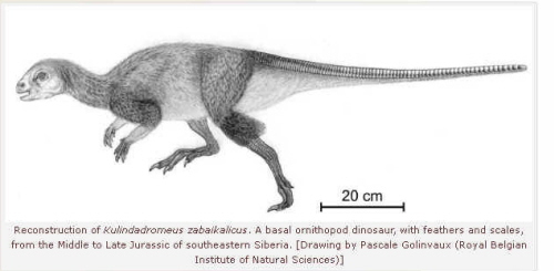 Rekonstrukcja Kulindadromeus zabaikalicus. Dinozaur ornitopod z piórami i uskami z rodkowej do pónej jury z poudniowowschodniej Syberii. [Rysunek Pascale Golinvaux (Royal Belgian Institute of Natural Sciences)]