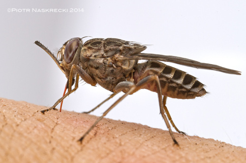 Mucha tse-tse (Glossina sp.) z Gorongosa karmica si moj krwi. Na szczcie tse-tse w Gorongosa nie s nosicielami budzcej postrach piczki.