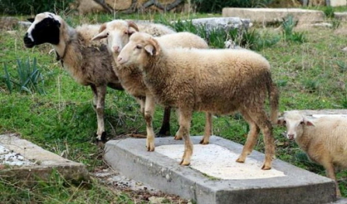 Owce pas si na zaniedbanym cmentarzu ydowskim w Milas w Turcji.