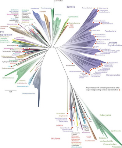 Figure 1: Obecny wygld drzewa ycia, obejmujcego ca rónorodno zsekwencjonowanych genomów.