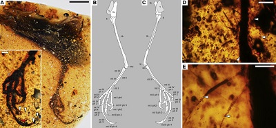 <span>(From paper) A) HPG-15-2 overview, with inset providing greater detail on foot, arrowheads marking different apices of unguals and ungual sheathes where visible, and red arrow marking base of mt III 4 shared with (D). (B and C) Osteological details. (D) Tuft of elongated SSFs near apex of mt III ph 3, with horizontal arrowhead marking edge of reticulae from digital pad, inclined arrowhead marking edge of scute, white arrow marking sloughed reticulae, and red arrow marking base of ungual in (A). (E) Detail of lowermost SSFs in (D), showing hollow cores (arrowheads) and mottled outer walls, presumably due to feather oils. Fe, femur; fi, fibula; lc, lateral condyle; mc, medial condyle; mt, metatarsal and corresponding digit; ph, phalanx; tb, tibia. Scale bars, 5 mm in (A); 1 mm in (A) inset; 0.5 mm in (D); and 0.25 mm in (E). See also Figures S1, S2, and S4.</span>