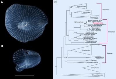 <br />(From the paper): Dendrogramma in the tree of animal life. Dendrogramma bracts showing the (A) ‘discoides’ and (B) ‘enigmatica’ morphologies (scale bar = 10 mm). (C) Simplified phylogenomic tree of the Metazoa, predominantly derived from Whelan et al. 2015 [3], showing the position of Dendrogramma. Bootstrap values are 100% unless otherwise indicated.