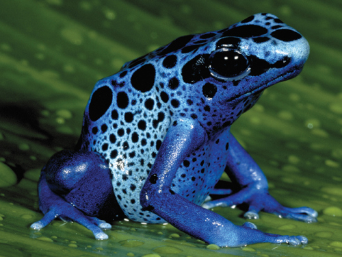 Toksyczna ale nie jadowita aba: Dendrobates tinctorius, drzewoaz malarski. Ma on „ubarwienie ostrzegawcze” i toksyczne wydzieliny skóry. Zdjcie: George Graff, National Aquarium (http://www.aqua.org/explore/animals/blue-poison-dart-frog)