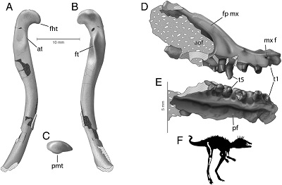 (from paper): Anatomy of the femur and maxilla of Kongonaphon kely gen. et sp. nov. (UA 10618). (A) Right femur in anterolateral, (B) posteromedial, and (C) proximal views. (D) Right maxilla in right lateral and (E) palatal views. (F) Preserved elements in the holotype, UA 10618, presented in a silhouette of Kongonaphon. aof, antorbital fenestra; at, anterior trochanter; fht, tip of femoral head; fp mx, facial process of maxilla; ft, fourth trochanter; mx f, maxillary foramen; pf, palatine fossa; pmt, posterior medial tubercle; t, maxillary tooth. Illustrations credit: American Museum of Natural History/Frank Ippolito.