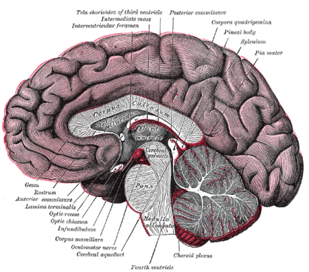 Przekrój przez mózgowie, porodku ciao modzelowate (corpus callosum) – to w tej okolicy zazwyczaj lokalizuj si tuszczaki; Henry Gray (1918) Anatomy of the Human Body, za Wikipedi, domena publiczna