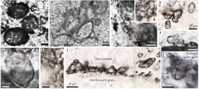 a,b,e, Clusters of cells, some showing cell wall rupturing (arrows in a,b), folding or invagination (arrow in e). c,d,h, Chains of cells with cellular divisions (arrows). f,i–j, Cells attached to detrital quartz grains, exhibiting cell wall rupturing and putative escape of cell contents (arrow in f), preferred alignment of cells parallel to the surface of the quartz grain (arrows in i), and constriction or folding between two compartments (arrow in j). g, Large cellular compartment with folded walls (arrows).