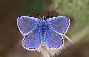 Common_blue_butterfly_(Polyommatus_icarus)_male_3Samiec modraszka, nowo nazwany naturalny symbol Izraela.(zdjęcie: Charles J. Sharp/Wikipedia Commons)