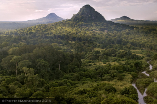 Twardzielce Bunga w parku narodowym Gorongosa, Mozambik
