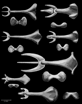 Bakula ryniaka botnego i nornika. Z Stockley 2012 http://dx.doi.org/10.1016/j.cub.2012.11.001