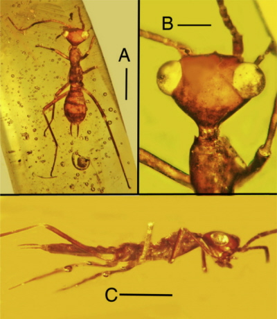 (from paper): Holotype of Aethiocarenus burmanicus gen. et sp. nov. in Myanmar amber. A. Dorsal view of entire specimen. Scale bar = 1.5 mm. B. Dorsal view of head, neck and anterior portion of pronotum. Scale bar = 0.4 mm. C. Lateral view of entire specimen. Scale bar = 1.1 mm.