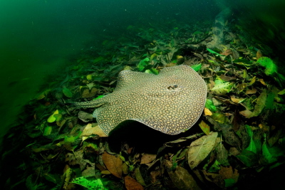 Jadowita paszczka plamista, Potamotrygon motoro, Rio Formoso, Bonito, Mato Grosso do Sul, Brazylia <br /> Zdjcie: WaterFrame, Alamy