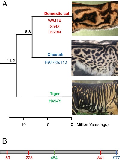 (From paper): Fig. 1. Convergent evolution of broadened stripes/spots in cat species. The phenotype has arisen independently in the domestic cat (Felis catus), cheetah (Acinonyx jubatus), and tiger (Panthera tigris). (A) The phylogeny on the left depicts the relationships among the three species; numbers above branches indicate the divergence times (in million years ago) among their respective lineages; a timescale is shown at the bottom (tree and node dates are from ref. 17). In each of these species, the phenotype is caused by unique mutations in the Taqpep gene, whose positions in the encoded protein are indicated below the respective branch. Coat pattern images are modified from the photos provided in the original articles: ref. 10 for domestic cat and cheetah; ref. 8 for tiger. (B) Schematic of the Taqpep protein indicating the positions of the five pattern-altering mutations shown in A (color coded per species).