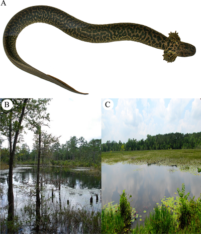 (Z artykuu): A) Siren reticulata okaz paratypu schwytany w Okaloosa County na Florydzie Florida. (B) Lokalizacja Siren reticulata schwytanej w 2009 r. przez D. Steena i M. Baragona. (C) Typ rodowiska Siren reticulata, Walton County, Floryda. 