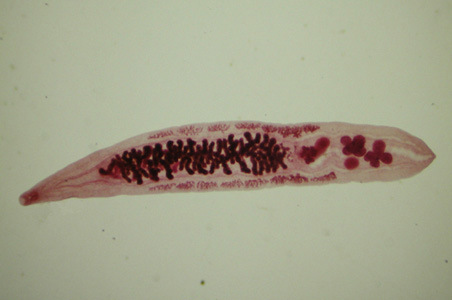 Podbarwiona acetokarminem dorosa przywra Opisthorchis viverrini; domena publiczna; http://www.cdc.gov/dpdx/opisthorchiasis/index.html