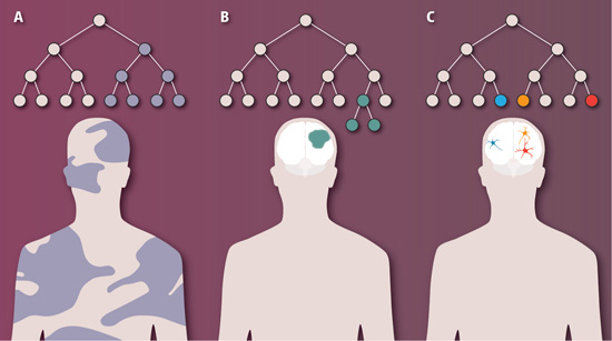 A: If a cell mutates very early in development, its descendants will be found across much of the body. B: A mutation that arises later in the brain and causes cells to proliferate may be easily detected. C: A subtler mosaic forms when neurons experience unique, late-developing mutations. From Macosko & McCarroll, Science 2013