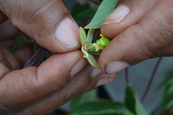Zapylanie transgenicznego manioku tradycyjną odmianą.