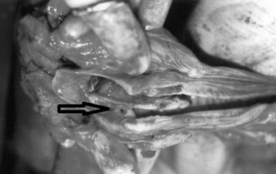 Widzicie ryb? [z lewej tu nad pocztkiem strzaki wida nagoni, tu nad grotem strzaki – petwa] https://www.ncbi.nlm.nih.gov/pubmed/12773857