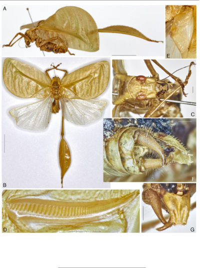 Fig. 2. Eulophophyllum lobulatum sp. n. samiec (holotyp): A, widok boczny, miejsce oryginalne; B, widok grzbietowy po rozpostarciu skrzyde z obu stron; C, widok z przodu na gow, przedtuów i odnóa przednie; D, aparat strydulacyjny pod spodem lewego tegmenu; E, obszar strydulacyjny prawego tegmenu; F, górna cz odwoka, widok grzbietowo-górny; G, blaszka sromu i przysadki odwokowej, widok brzuszny. Skala 10 mm (A-B), 1 mm (C-D, F-G), 5 mm (E). Wersja kolorowa, patrz Plate II.