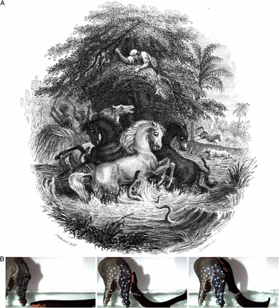 (Z artykuu): Fig. 1. owienie z komi. (A) Ta ilustracja przedstawia bitw midzy strtwami a komi, obserwowan przez Alexandra von Humboldta w marcu 1800 r. Zostaa opublikowana w 1843 r. jako frontyspis w Naturalist Library, Ichthyology, Tom V, Cz II, Fishes of Guiana, autorstwa Roberta H. Schomburgka, przyjaciela i podopiecznego Humboldta. (B) Przykad strtwy wyskakujcej z wody, by da szok symulowanemu drapienikowi. Diody LED otrzymuj energi od strtwy przez przewodzcy pas wglowy, przyklejony z przodu plastikowej atrapy. Patrz Movie S8.