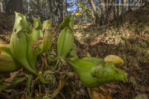 Dzbanecznik (Sarracenia purpurea) z bagna Ponkapoag, MA. Kolor roliny jest porednim wskanikiem dostpnoci azotu – im zielesza rolina, tym wicej azotu jest w rodowisku. Niedawne badanie pokazuje, e zanieczyszczenie sztucznymi nawozami powoduje zmniejszenie zainteresowania rolin owadoernych owadami i wiksze poleganie na azocie rozpuszczonym w wodzie.