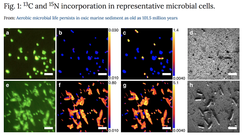 (from paper): Cells from incubations of U1365 9H-3 with 13C-bicarbonate and 15N ammonium (a–d) and 13C,15N-Amino acid mix (e–h). (a, e) SYBR Green I-stained cells under fluorescence microscopy. b, c, f, g Ratio images of 13C/12C (b, f) and 12C15N/12C14N ratios (c, g) of the same regions imaged in a, e, demonstrating locations of 13C and 15N incorporation. Color-scale ranges of the ratios are shown as numbers appearing at top and bottom of the color bar. The background membrane region, which is identified by fluorescence images, is excluded from the ratio calculation and shown as black background. d, h. Secondary electron (NanoSIMS) images of the same regions in a, e. Bars represent 5 µm. Similar images were processed for obtaining the dataset (Supplementary Data 1) of substrate incorporations for 6986 individual cells. 