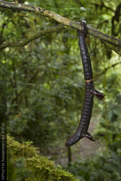 Zdolno uywania chwytnego ogona jest rzadkoci w królestwie zwierzcym i jedn z najbardziej zadziwiajcych cech duej, nadrzewnej salamandry z Kostaryki, Bolitoglossa robusta.