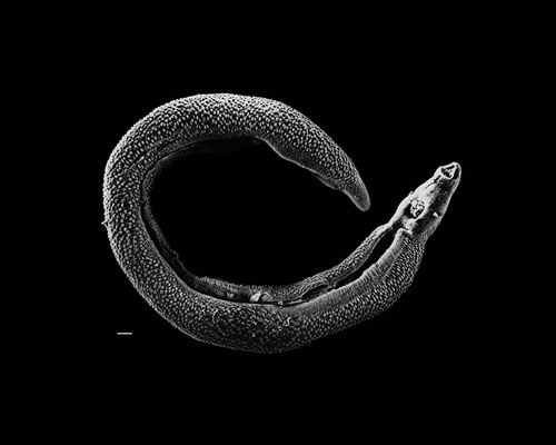 Dorosy samiec przywry z rodzaju Schistosoma (ok. 15mm dugoci) – w rynience wzdu ciaa od momentu sparowania przebywa bdzie nieco dusza samica; IcaroGustavo; domena publiczna