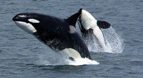 Orki. Wikipedia/Robert Pitman en.wikipedia.org/wiki/File:Killerwhales_jumping.jpg