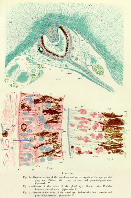 Oko ciemieniowe hatterii (Ilustracja 20 z Dendy, 1911).