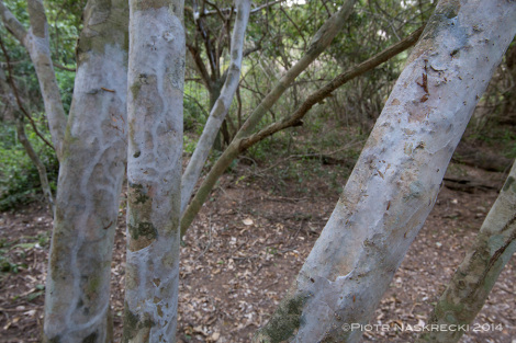 Arkady jedwabnych dywanów nogoprzdek pokrywajce drzewa w Sand Forest w Gorongosa.