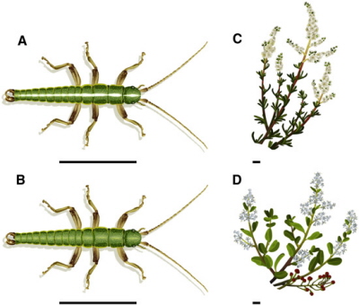 Patyczaki z paskami (A) znajduje si czsto na krzakach o wskich liciach. Solidnie zielone znajduje si czsto na krzakach z szerokimi limi. Z Farkas et al 2013, Current Biology. Ilustracja: Rosa Ribas