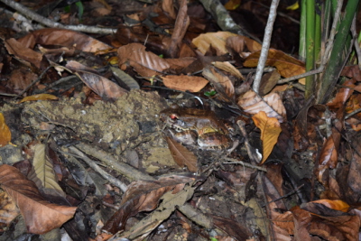 wistek piciopalcy (Leptodactlyus pentadactylus), Lapa Rios Ecolodge, Osa, Kostaryka