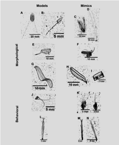 Fig. 1. Example images of morphological and behavioral mimicry showing less palatable models (from the perspective of a vi- sual predator) and corresponding mimics in their natural orientation: (A) ctenophore Euplokamis dunlapae; (B) calycophoran siphonophore; (C) flatfish larvae (Paralichthyidae), note pigmented swellings similar to A and B; (D) grouper larva (Liopropoma spp.), note pigmented swellings similar to A and B; (E) salp (Thalia spp.); (F) flatfish larva (Bothidae); (G) cestid ctenophore; (H) leptocephalus eel larva (Muraenidae); (I) leptocephalus larva in curled posture with similar appearance to a salp; (J) narcomedusa Solmundella bitentaculata; (K) flatfish larvae in curled posture; (L) chaetognath (Sagitta spp.); (M) anchovy larva (Engraulidae); and (N) clupeid larva (Clupeidae) vertically orienting. Note changes in scale bars among images