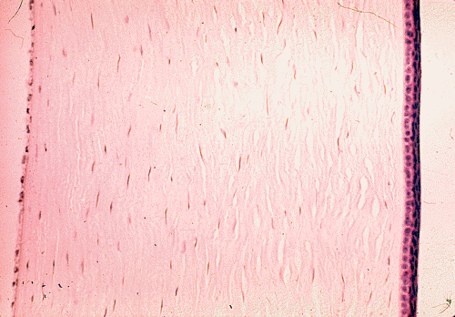 Obraz mikroskopowy rogówki – z prawej strony fotografii nabonek przedni rogówki; University of Delaware; http://www.udel.edu/