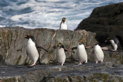 Samice pingwinów złotoczubych zaczynają tworzenie jaj podczas uciążliwej podróży morskiej.<br /> Zdjęcie: Roy Toft, National Geographic Creative