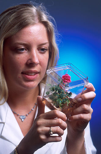 Laboratoryjna róża z szalki (Źródło: Wikipedia)       
