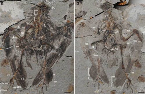 (From paper): Figure 1 | Holotype of Archaeornithura meemannae gen. et sp. nov., STM7-145. (a) Main slab; (b) counter slab. Anatomical abbreviations: al, alular digit; ba, basicranium; co, coracoid; cv, cervical vertebrae; d I–IV, pedal digit I–IV; fe, femur; fi, fibula; fu, furcula; hu, humerus; ma, major digit; mi, minor digit; pr, primary remiges; pu, pubis; ra, radius; re, rectrices; sc, scapula; st, sternum; ti, tibiotarsus; tm, tarsometatarsus; ul, ulna. Scale bars, 10 mm.