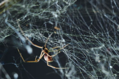 Samica brązowej wdowy snuje pajęczynę. Samce mogą natknąć się na pajęczynę niedojrzałych samic podczas poszukiwań dorosłych. Zdjęcie MCB Andrade