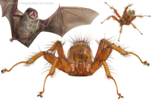 Muchy Penicillidia (Nycteribiidae) nale do najbardziej niezwykych czonków rzdu Diptera i nie przypominaj swoich uskrzydlonych krewnych. Ten osobnik zosta zdjty z nietoperza dugoskrzydego (Miniopterus natalensis) w Gorongosa w Mozambiku