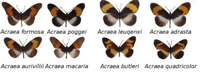 Źródło: MimeticButterflies.org</a>
