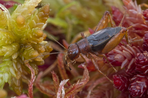 May wierszcz Neonemobius palustris z bagna Ponakpoag, MA.