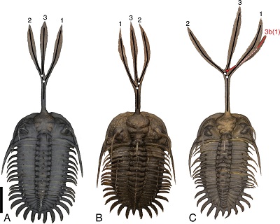 Examples of branching patterns for the middle tines in W. trifurcatus; A. left branching (HMNS 2020-001); B. right branching (HMNS PI 1810); C. teratological example (HMNS PI 1811) showing a secondary branching of the left-branching middle tine. Images taken from photogrammetric models. (Scale bar, 10 mm.)