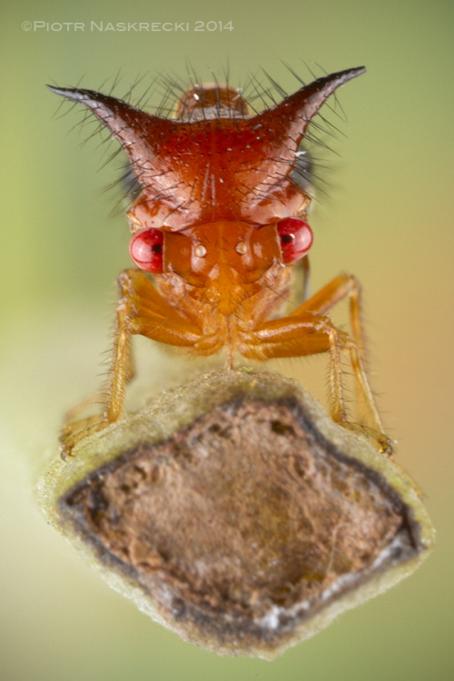 Portret zgarbowatego z Kostaryki Poppea capricornis.