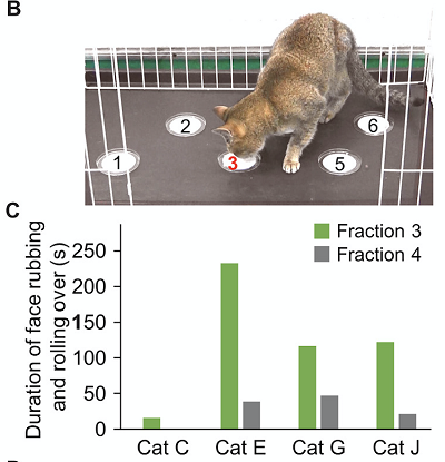 (Z artykułu): (B) An image of behavioral assay using cats to find bioactive fractions in purification steps (see movie S1). (C) Duration of face rubbing and rolling over toward fractions 3 and 4 in four cats.