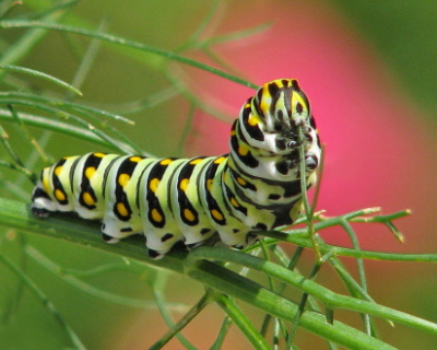 Gsienica Papilio polyxenes, motyla z rodziny paziowatych; CC BY-NC-ND 2, https://www.flickr.com/photos/vickisnature/21783048786/